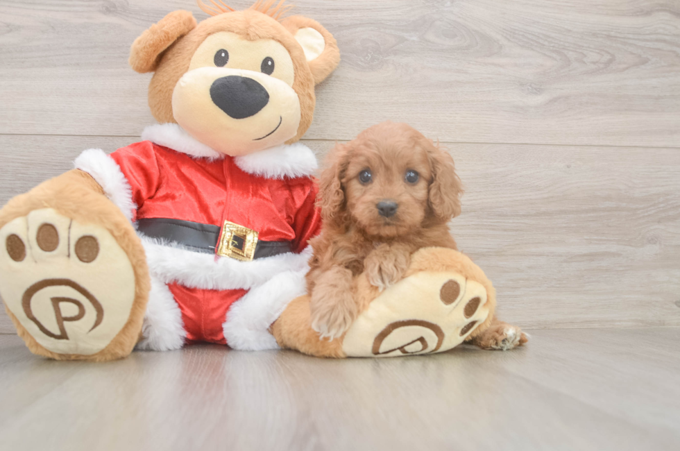 5 week old Cavapoo Puppy For Sale - Florida Fur Babies