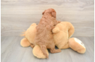 Cavapoo Puppy for Adoption
