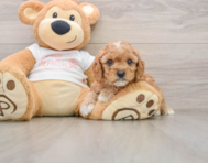 8 week old Cavapoo Puppy For Sale - Florida Fur Babies