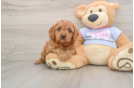 Hypoallergenic Cavadoodle Poodle Mix Puppy