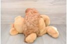 Cavapoo Pup Being Cute