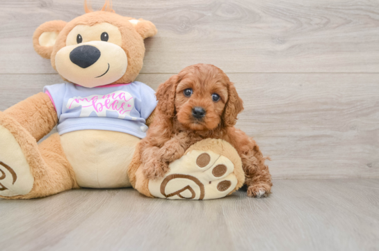 Cavapoo Puppy for Adoption