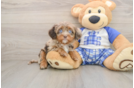 Cavapoo Puppy for Adoption