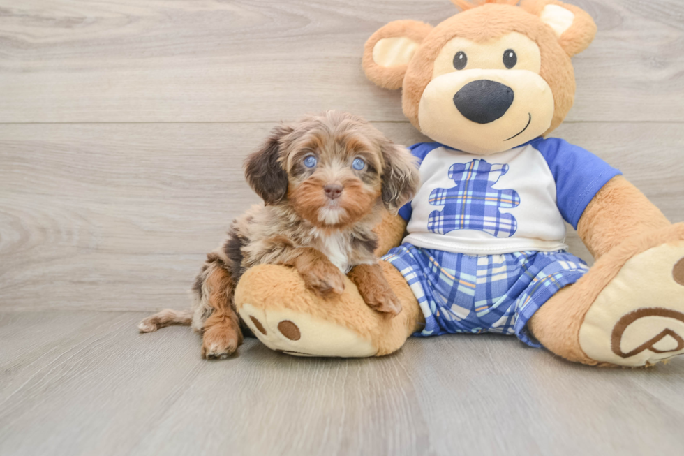 Cavapoo Puppy for Adoption