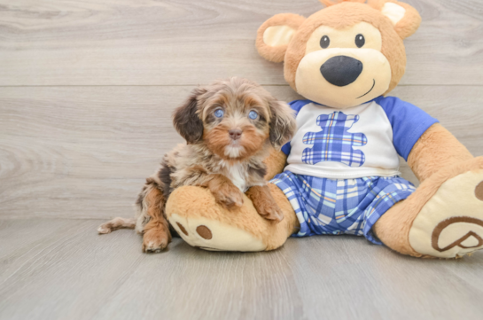 Cavapoo Puppy for Adoption