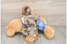 Cavapoo Pup Being Cute
