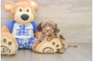 Cavapoo Pup Being Cute