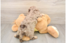 Hypoallergenic Cavadoodle Poodle Mix Puppy