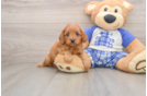 Playful Cavapoodle Poodle Mix Puppy