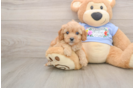 Cavapoo Pup Being Cute