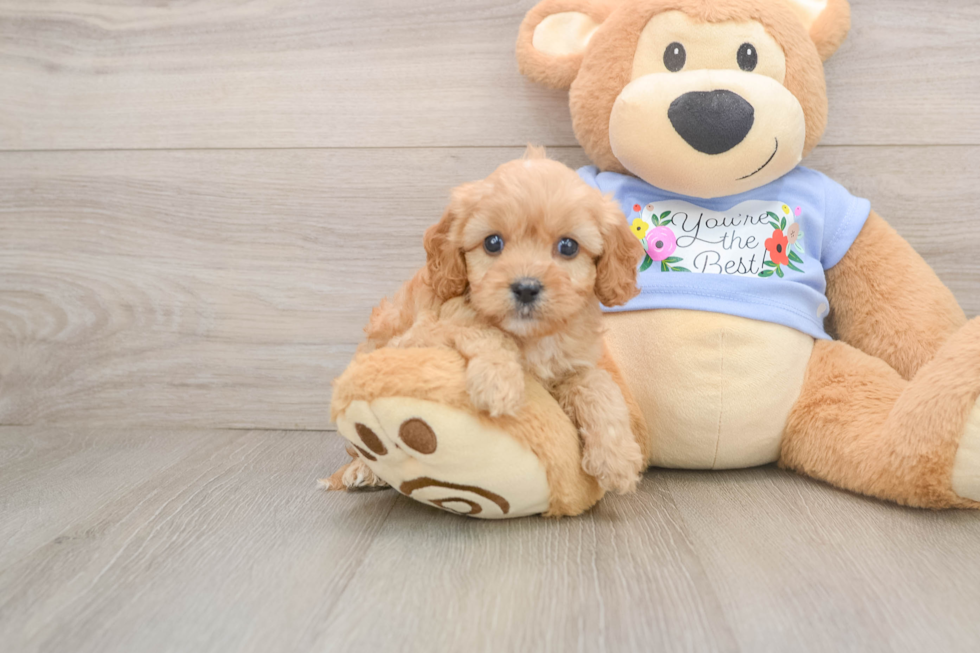 Cavapoo Pup Being Cute