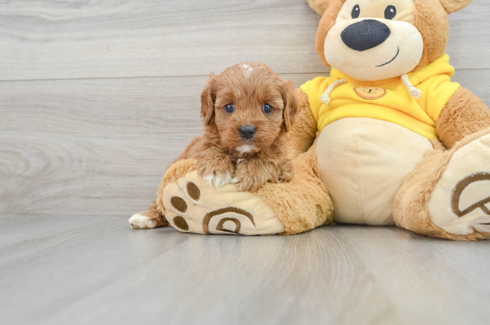 5 week old Cavapoo Puppy For Sale - Florida Fur Babies