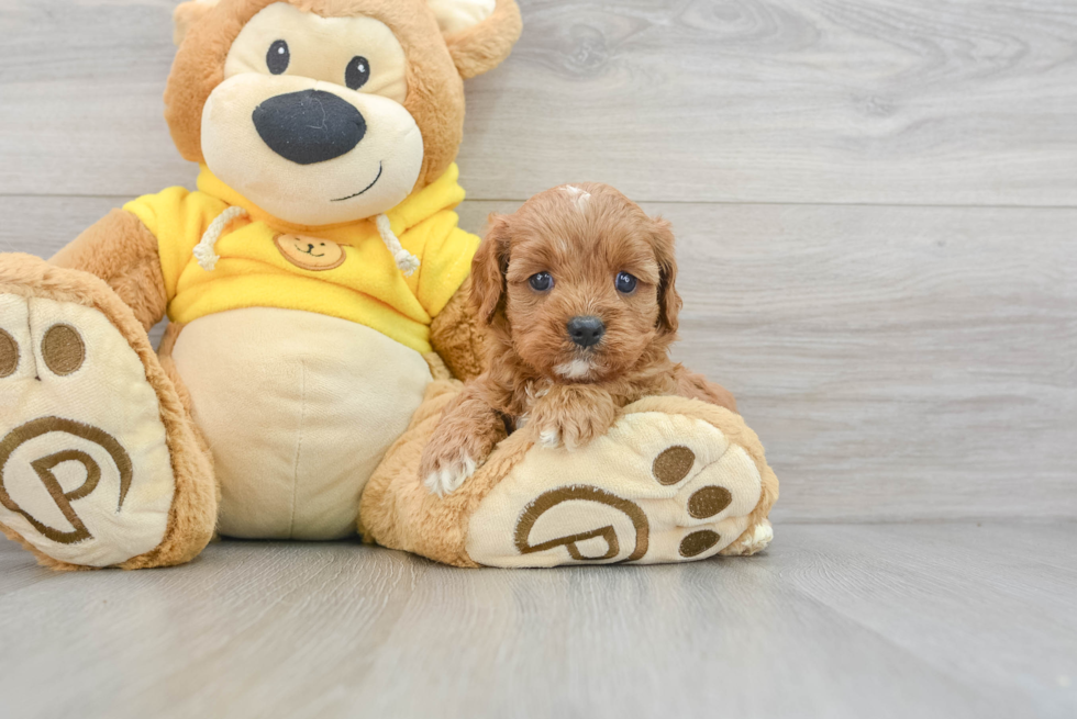 Adorable Cavoodle Poodle Mix Puppy
