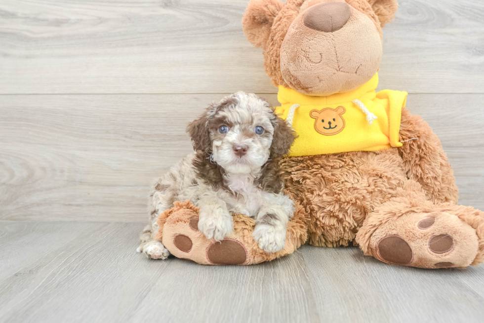 Friendly Cavapoo Baby