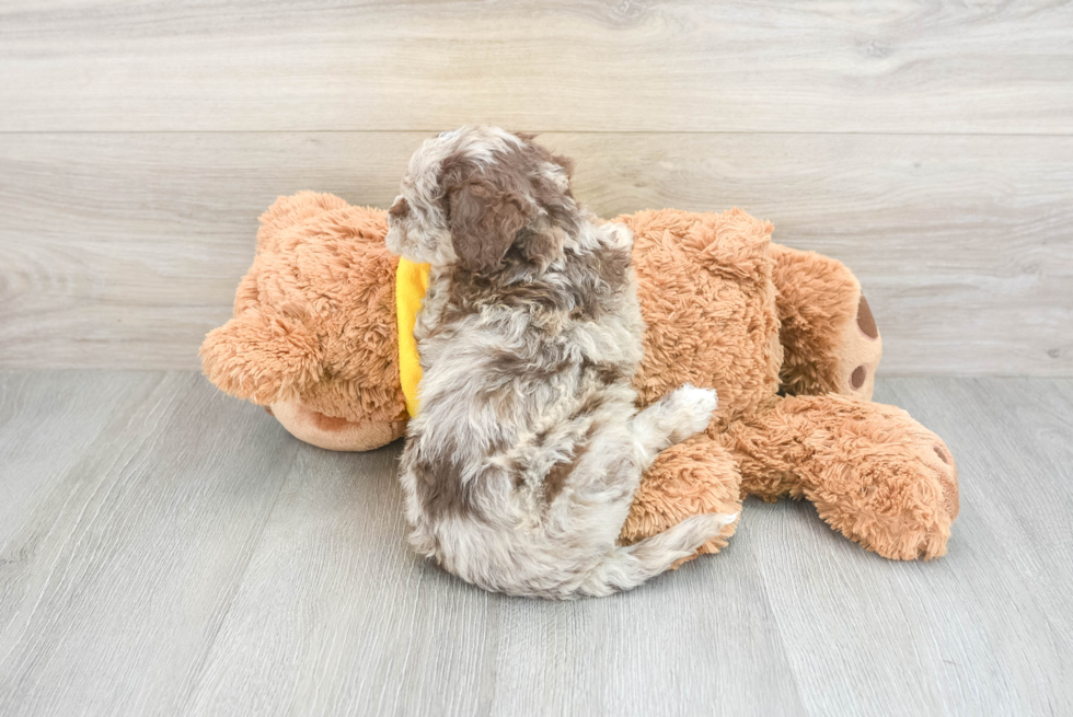 Popular Cavapoo Poodle Mix Pup