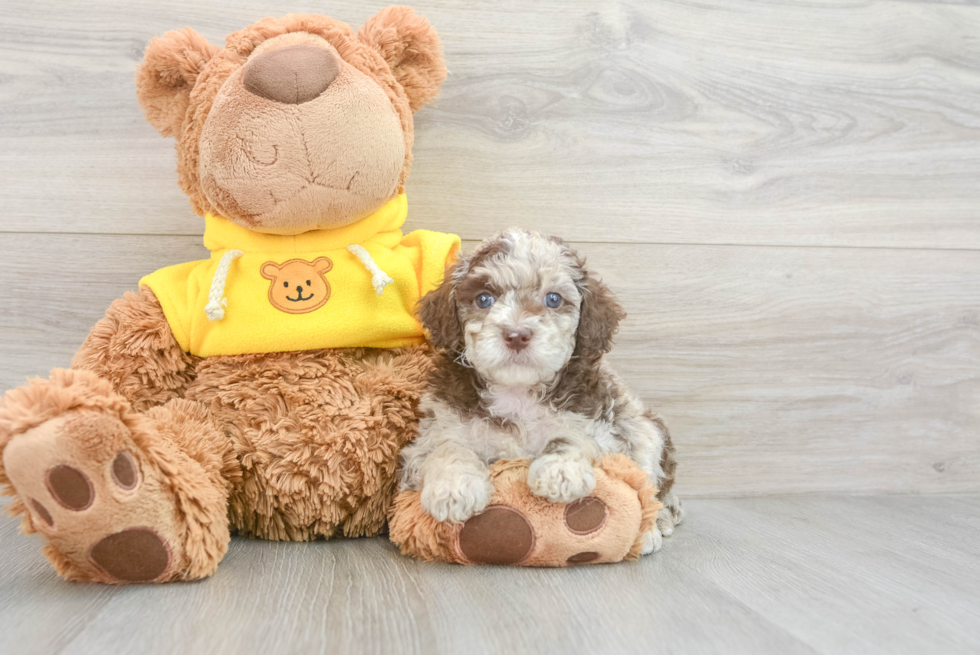 Playful Cavoodle Poodle Mix Puppy