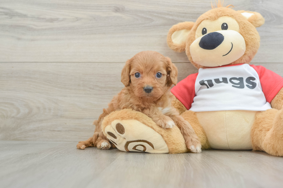 6 week old Cavapoo Puppy For Sale - Florida Fur Babies