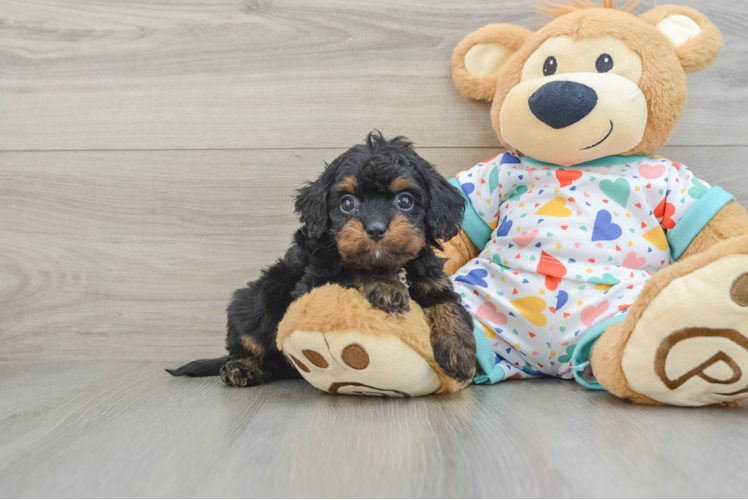 Popular Cavapoo Poodle Mix Pup