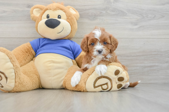 Best Cavapoo Baby
