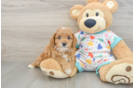 Cavapoo Puppy for Adoption