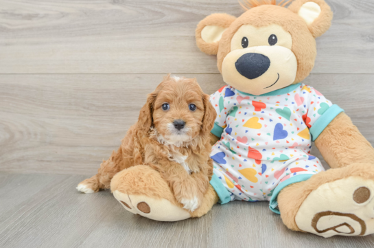 Cavapoo Puppy for Adoption
