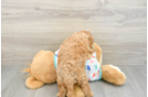 Cavapoo Puppy for Adoption