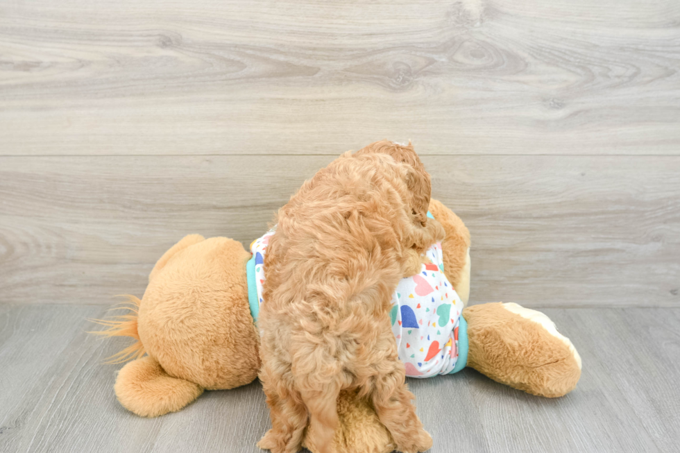 Cavapoo Puppy for Adoption