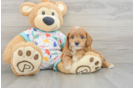 Sweet Cavapoo Baby