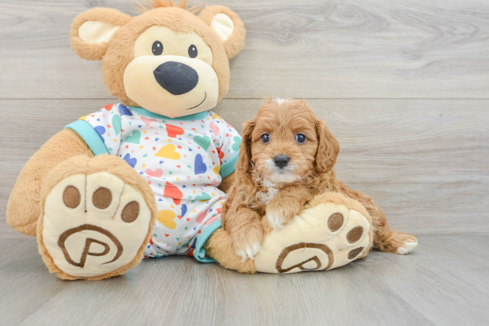 Sweet Cavapoo Baby