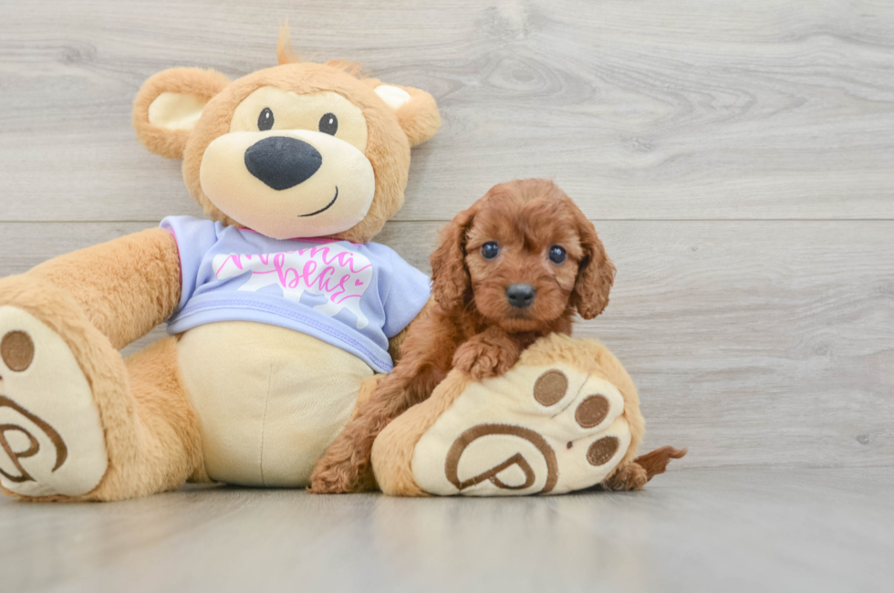 6 week old Cavapoo Puppy For Sale - Florida Fur Babies