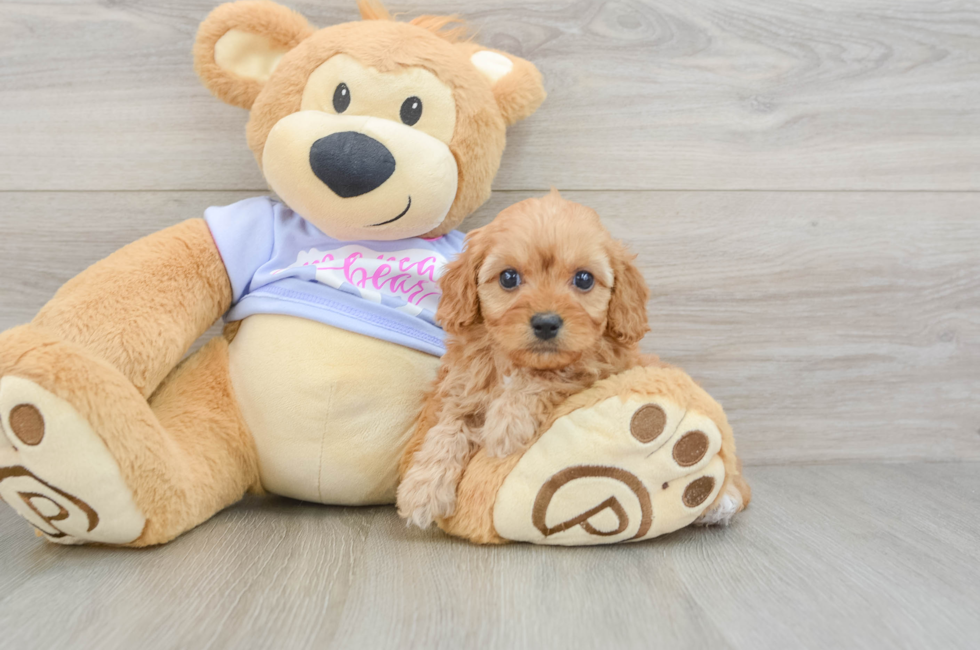 6 week old Cavapoo Puppy For Sale - Florida Fur Babies