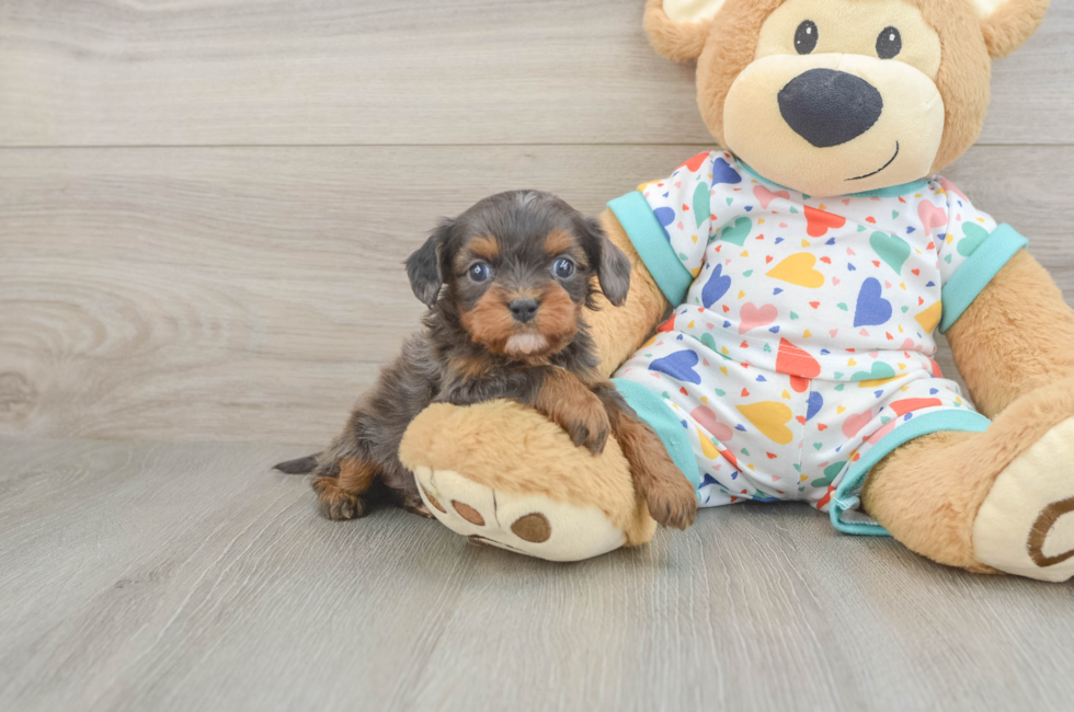5 week old Cavapoo Puppy For Sale - Florida Fur Babies