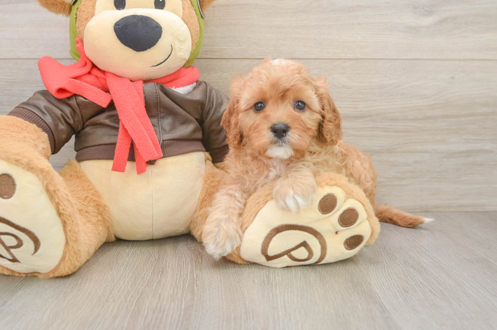 6 week old Cavapoo Puppy For Sale - Florida Fur Babies