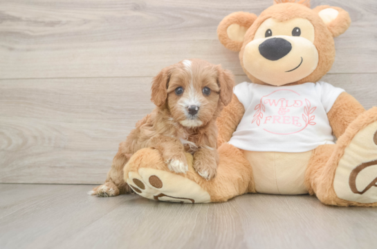 Cavapoo Pup Being Cute