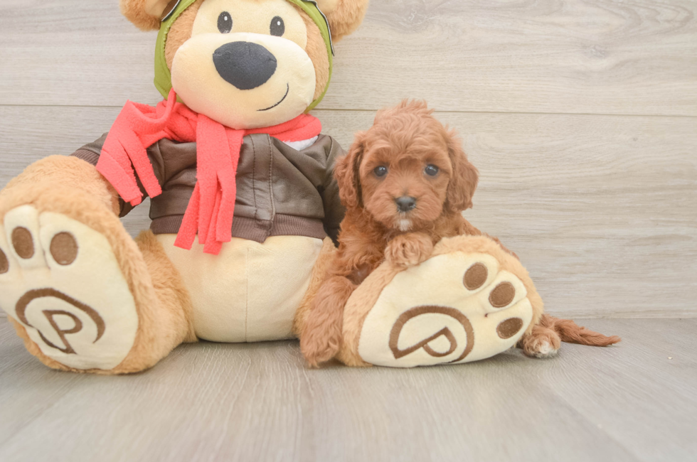 6 week old Cavapoo Puppy For Sale - Florida Fur Babies