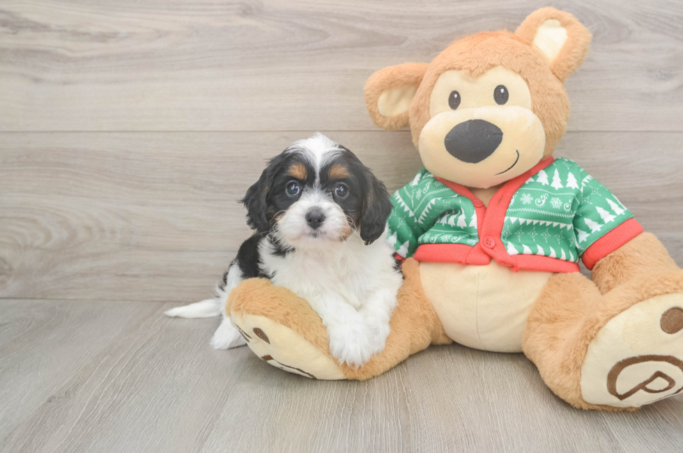 5 week old Cavapoo Puppy For Sale - Florida Fur Babies