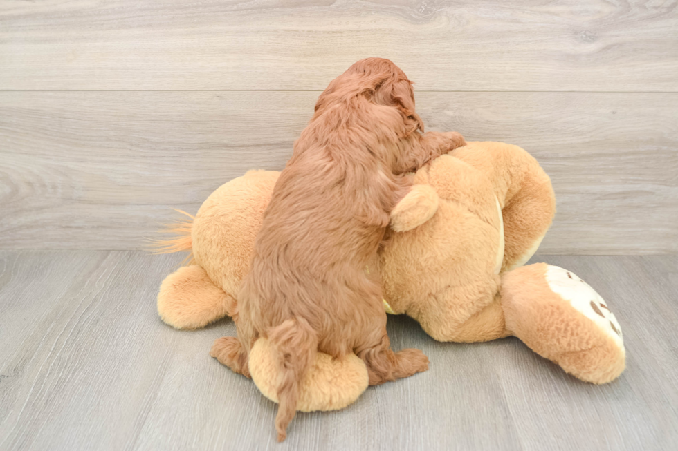 Small Cavapoo Baby