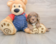 9 week old Cavapoo Puppy For Sale - Florida Fur Babies