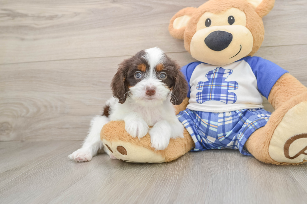 Best Cavapoo Baby