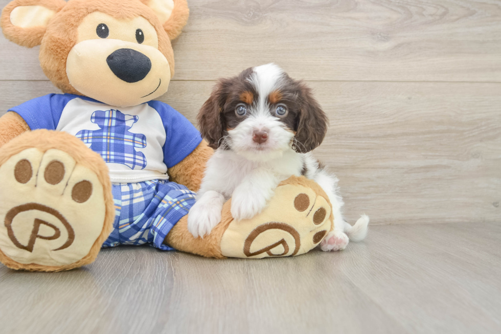 Best Cavapoo Baby