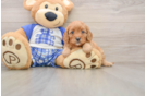 Petite Cavapoo Poodle Mix Pup