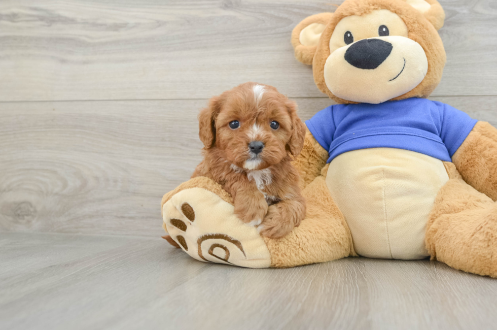 5 week old Cavapoo Puppy For Sale - Florida Fur Babies