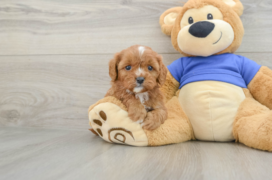Cavapoo Puppy for Adoption