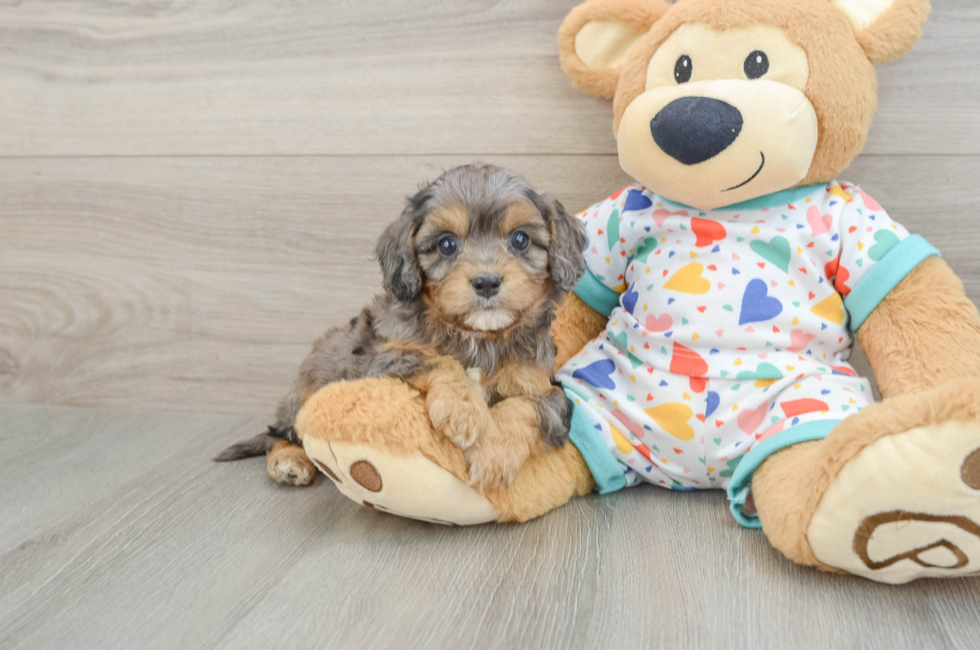 6 week old Cavapoo Puppy For Sale - Florida Fur Babies