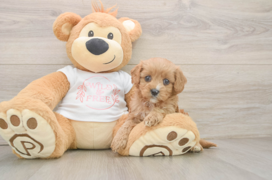 Cavapoo Pup Being Cute