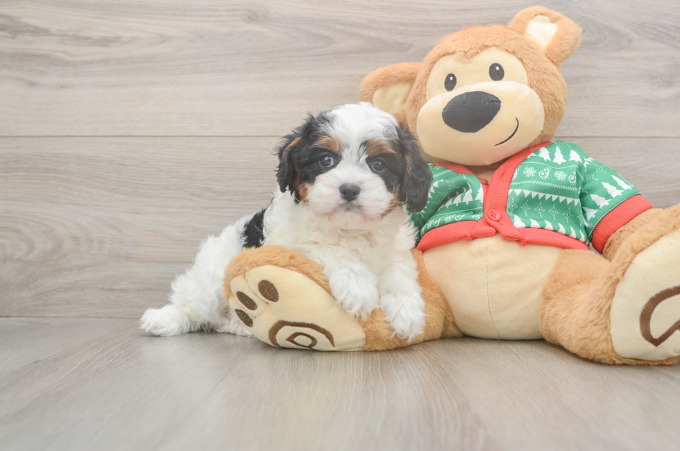 5 week old Cavapoo Puppy For Sale - Florida Fur Babies