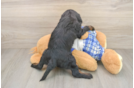 Popular Cavapoo Poodle Mix Pup