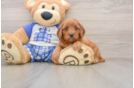 Best Cavapoo Baby