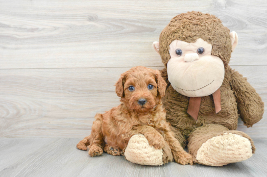 Cavapoo Pup Being Cute