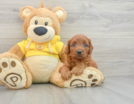 8 week old Cavapoo Puppy For Sale - Florida Fur Babies